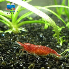 BULK BUY Red Cherry Shrimp 1cm