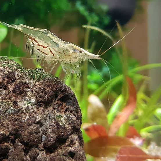 A closer look at Choosing The Right Algae-Eating Shrimp For High Light