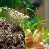*NEW* NQ Algae Eating Shrimp Type 2 2-3cm Big Size
