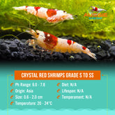 Crystal Red Shrimps Grade S to SS