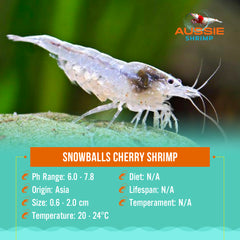 Snowballs Cherry Shrimp