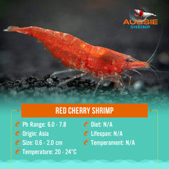 Red Cherry Shrimp