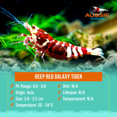 Deep Red Galaxy Tiger Medium - High Grade
