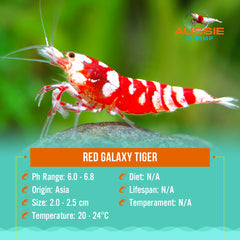 Red Galaxy Tiger