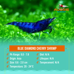 Blue Diamond Cherry Shrimp