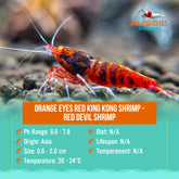 Orange Eyes Red King Kong Shrimp - Red Devil Shrimp