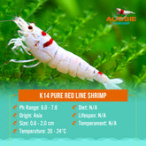 K14 Pure Red Line Shrimp