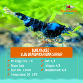 Blue Calceo - Blue Dragon Caridina Shrimp