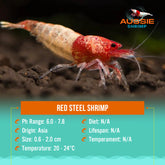 Red Steel Shrimp