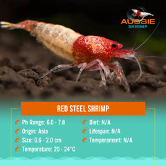 Red Steel Shrimp