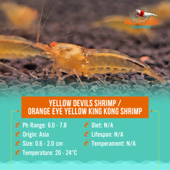 Orange Eyes Gold Shrimp