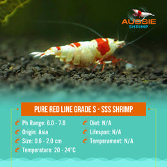 Pure Red Line Grade S - SSS Shrimp