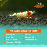 Pure Red Line Grade SS Shrimp