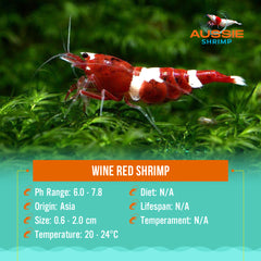 Wine Red Shrimp
