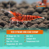 Red Extreme King Kong Shrimp