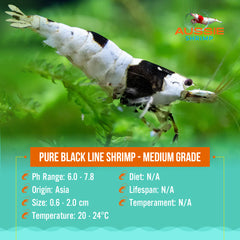 Pure Black Line Shrimp - Medium Grade