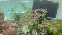*NEW* NQ Algae Eating Shrimp Type 2 2-3cm Big Size