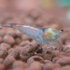 Blue Rilli Cherry Shrimp