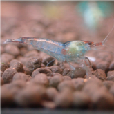 Blue Rilli Cherry Shrimp