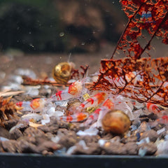 Hollow eye red ghost