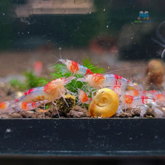 Hollow eye red ghost