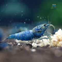 Deep Blue, Blue Bolts Shrimps