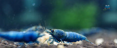 Deep Blue, Blue Bolts Shrimps