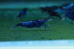 Blue Diamond Cherry Shrimp