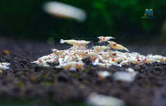 K14 Pure Red Line Shrimp