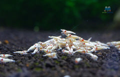 K14 Pure Red Line Shrimp