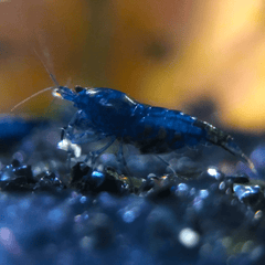Micro Aquatic Shop Aquatic Shrimp Sapphire Blue Cherry Shrimp ( Blue Dreams Shrimp )
