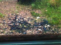 Micro Aquatic Shop Aquatic Shrimp Sapphire Blue Cherry Shrimp ( Blue Dreams Shrimp )