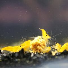 Micro Aquatic Shop Aquatic Shrimp Yellow Cherry Shrimp