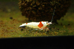 Pure Red Line Grade SS Shrimp