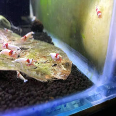 Pure Red Line Grade SS Shrimp