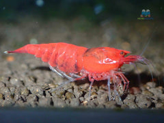 Red Extreme King Kong Shrimp