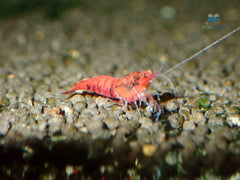 Red Extreme King Kong Shrimp