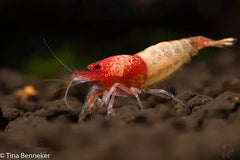 Red Steel Shrimp