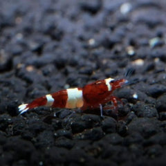 Wine Red Shrimp