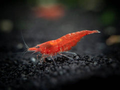 Sakura Red Cherry Shrimp