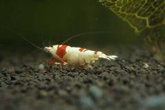 Pure Red Line Grade SS Shrimp