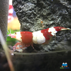 Crystal red shrimp 1cm