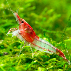 Red Rillies Shrimp