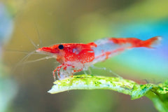 Red Rillies Shrimp