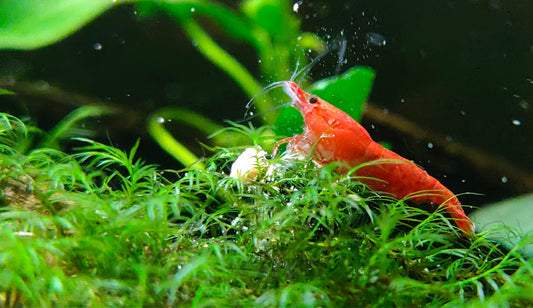 Top 5 Freshwater Shrimp for Your Aquarium