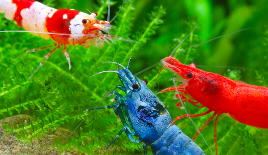 Creating the Perfect Habitat for Your Aquatic Shrimp