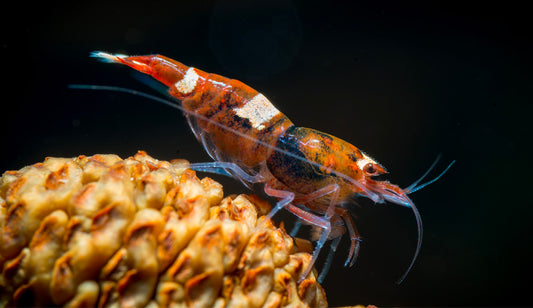 Feeding Your Aquatic Shrimp: What You Need to Know