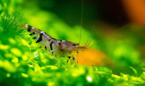 Common Health Issues in Aquatic Shrimp and How to Treat Them