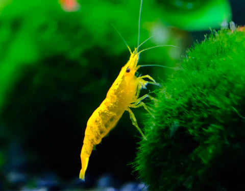 The Benefits of Keeping Aquatic Shrimp in Your Aquarium