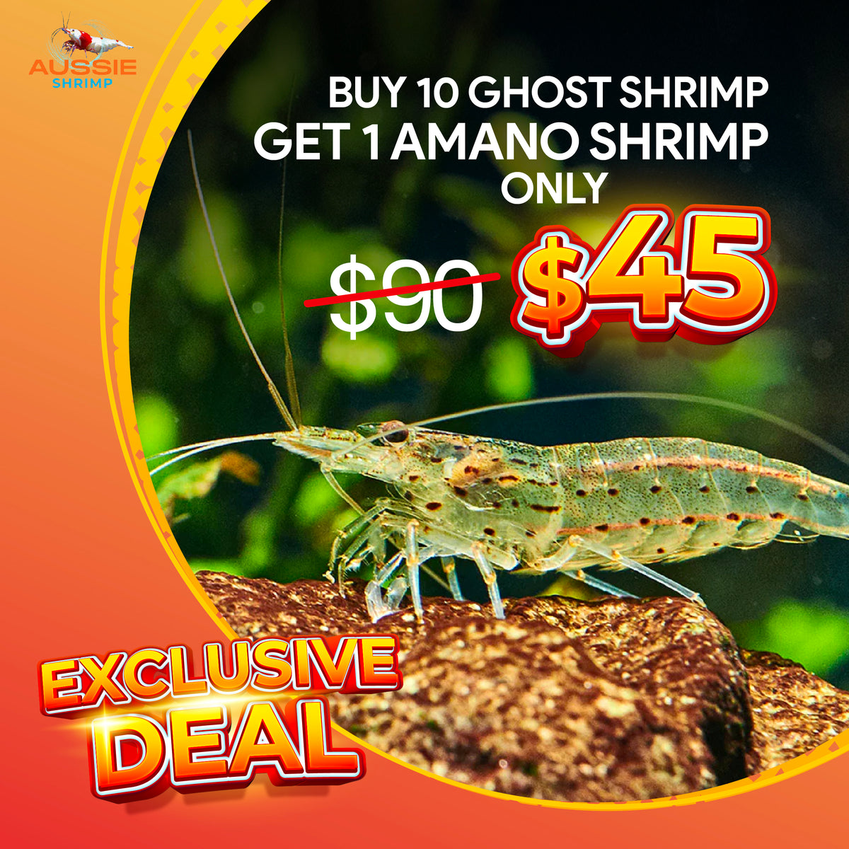 Ghost Shrimp | Glass Shrimp